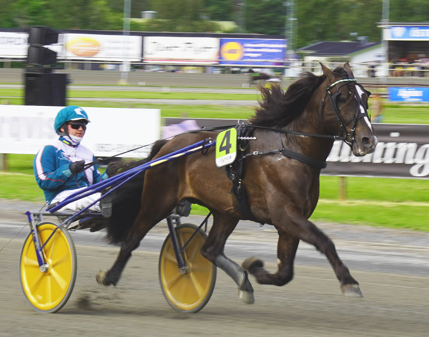 Granbarksborren 250809-2